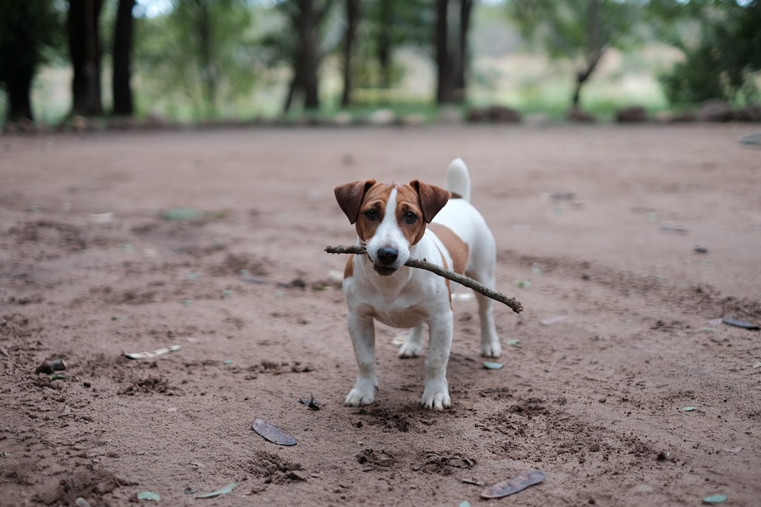 Jack Russell Terrier (image credits: unsplash)
