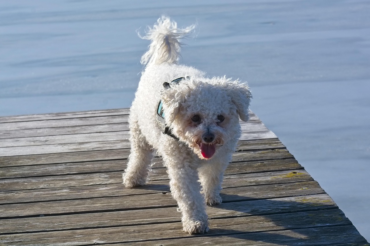Bichon Frise (image credits: pixabay)