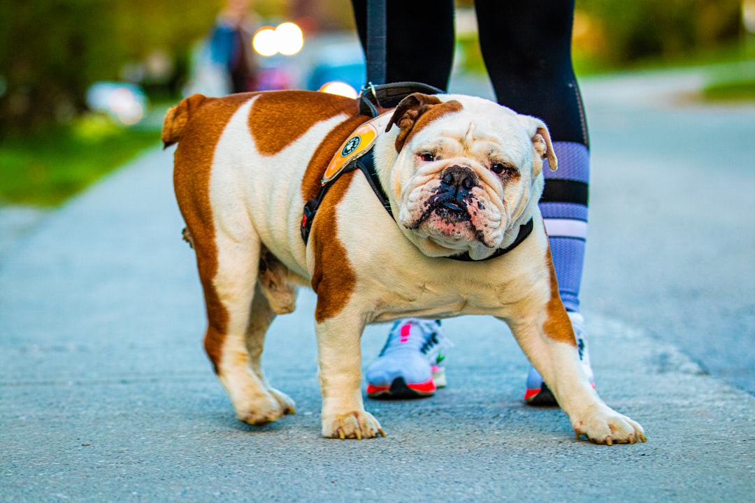 Bulldog (image credits: unsplash)