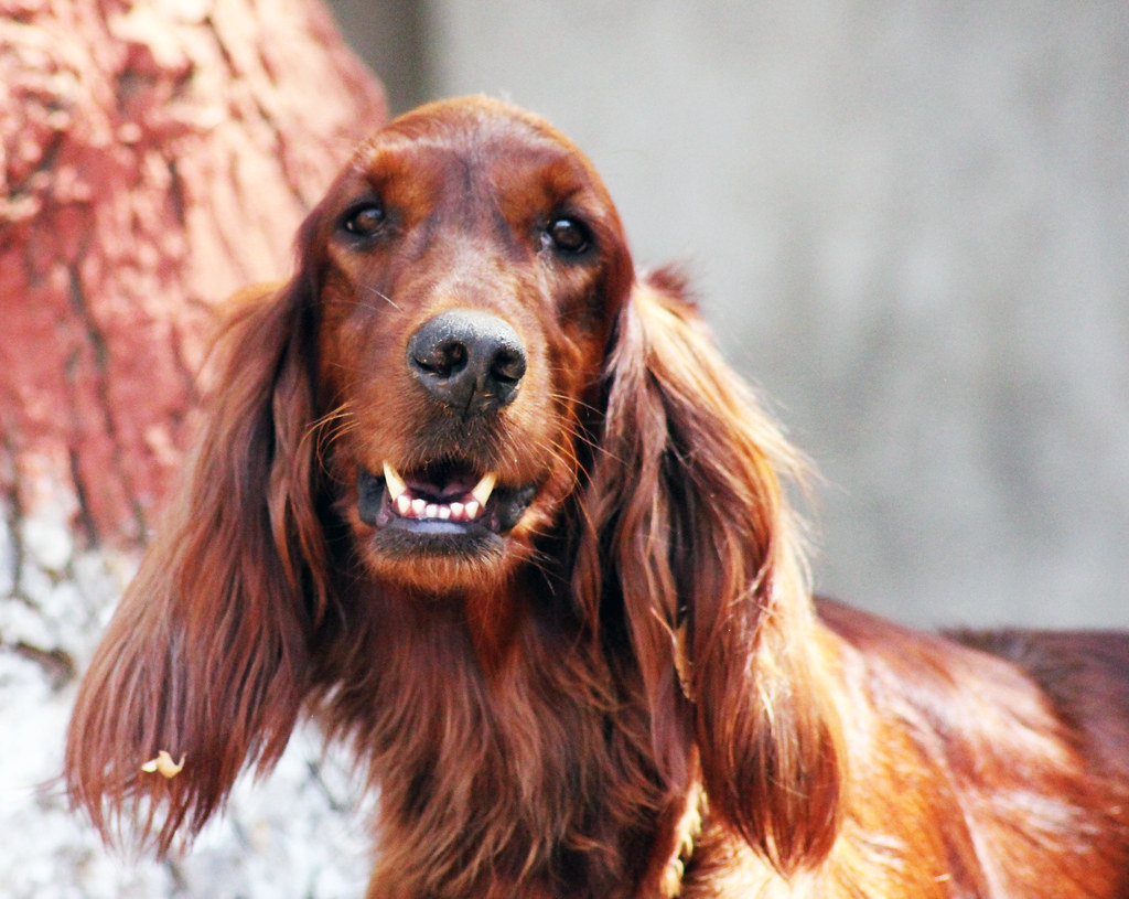 Cocker Spaniel (image credits: flickr)