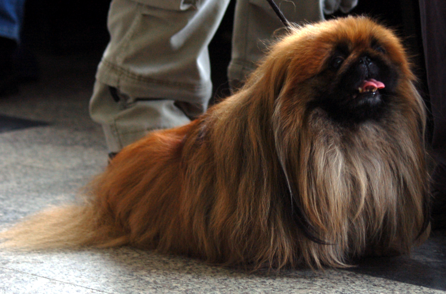 Pekingese (image credits: wikimedia)
