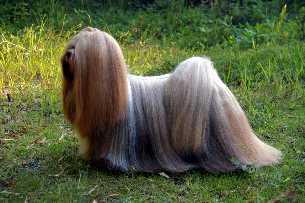Lhasa Apso (image credits: wikimedia)