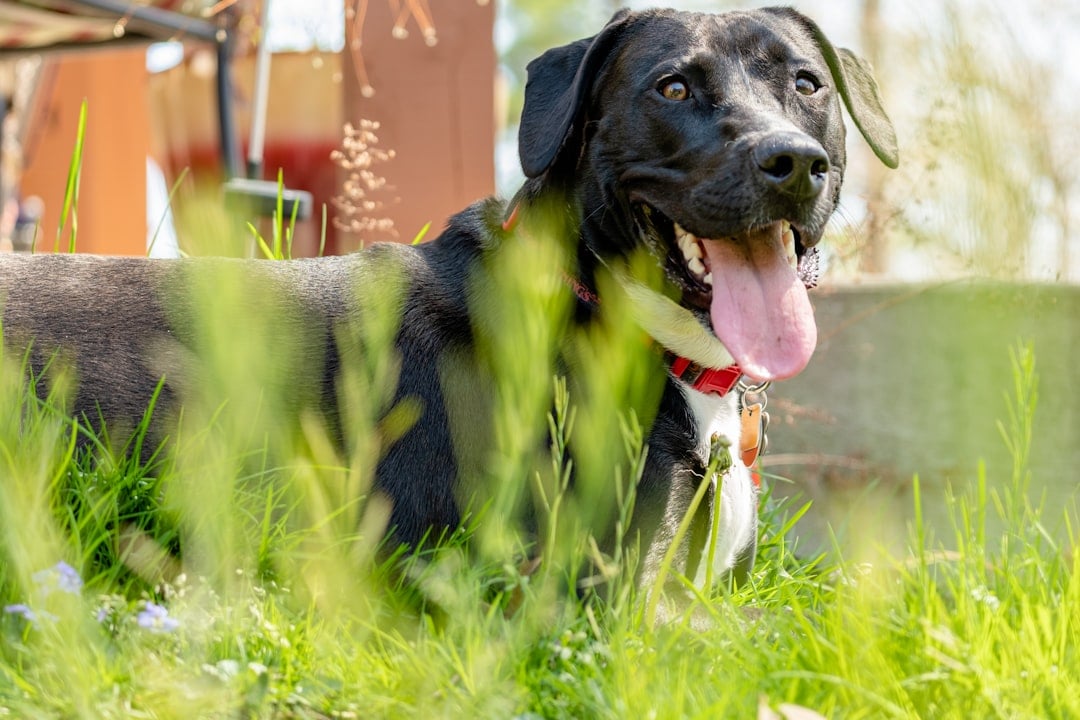 Excessive Panting Without Physical Exertion (image credits: unsplash)