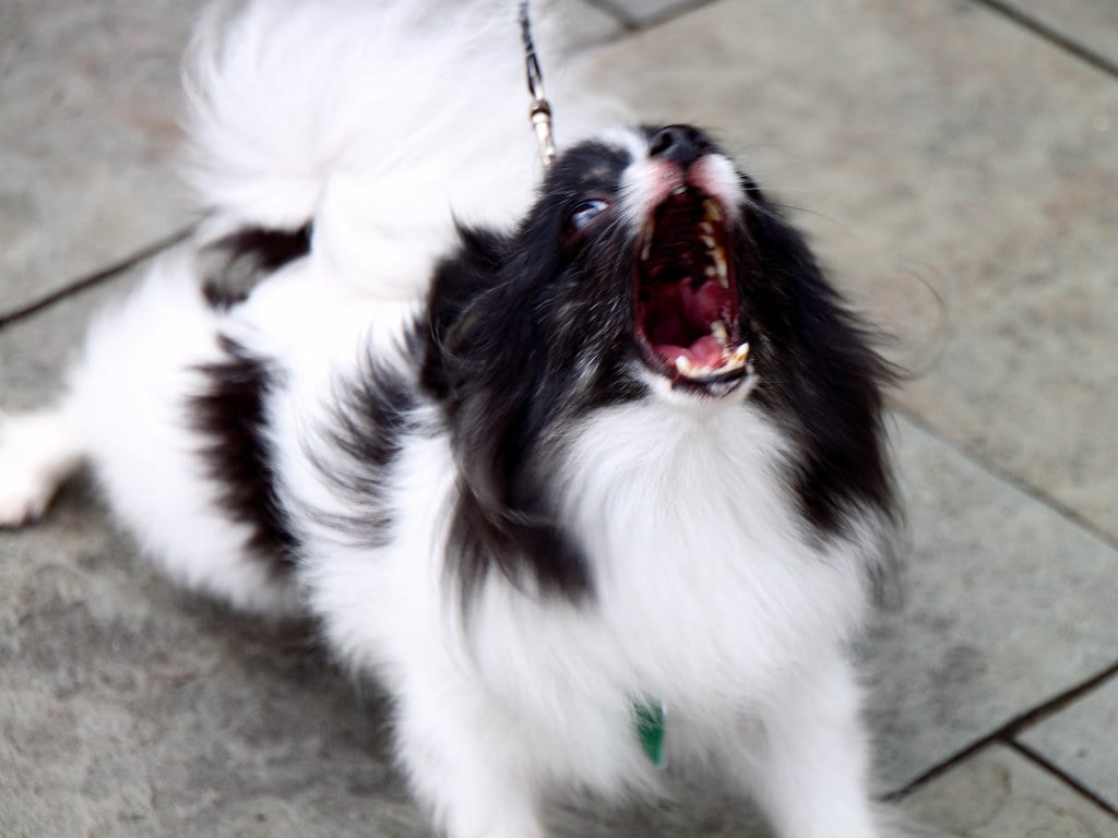 Uncharacteristic Aggression or Irritability (image credits: flickr)