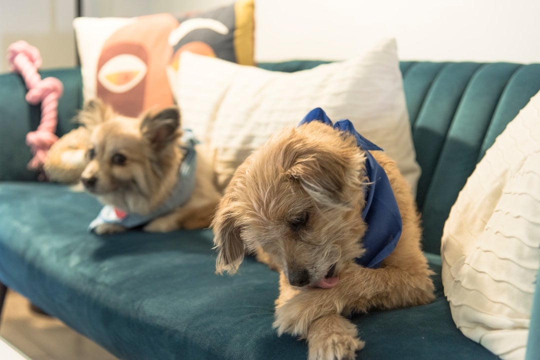 Excessive Licking and Self-Soothing Behaviors (image credits: unsplash)