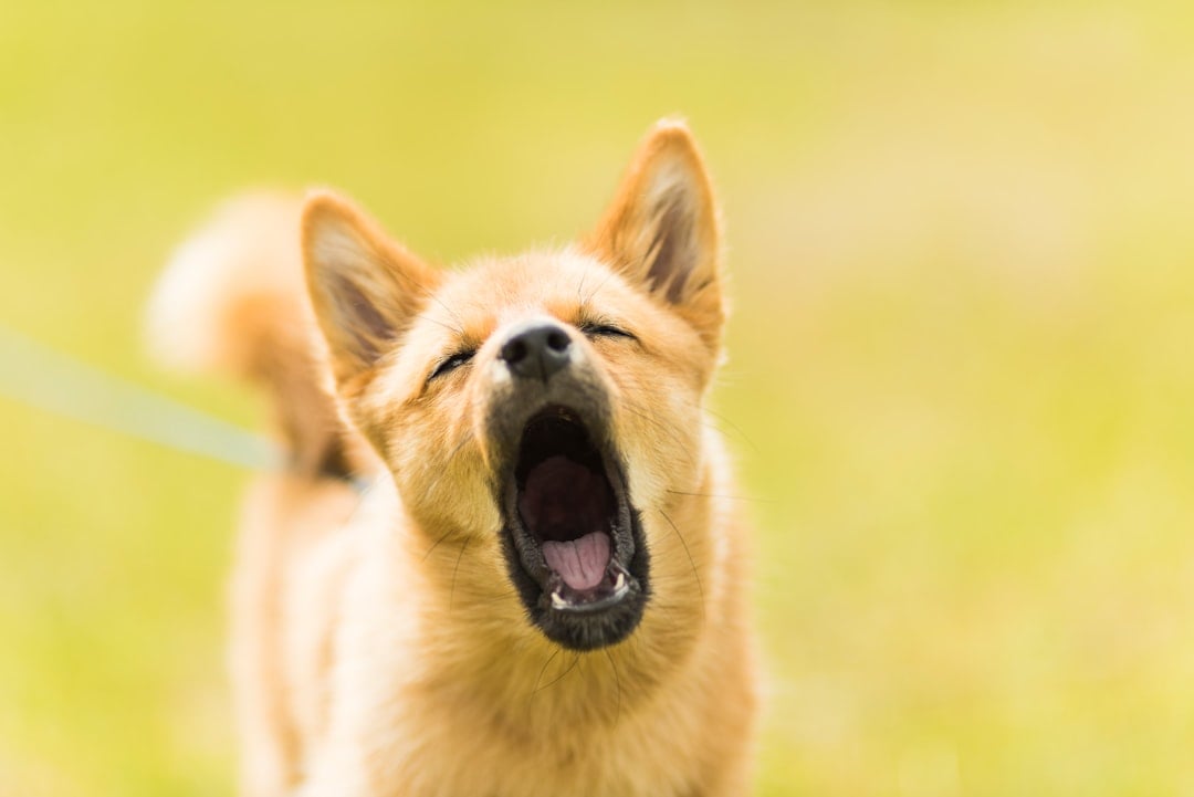 Vocalization Changes (image credits: unsplash)