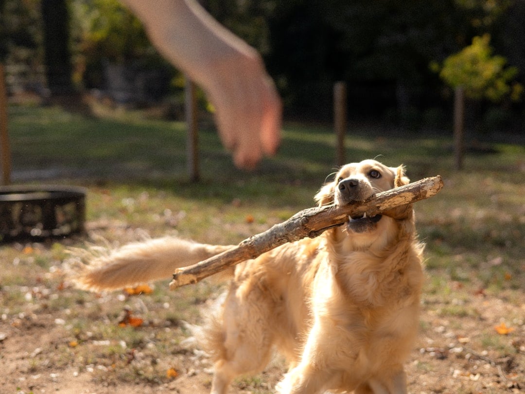 Destructive Behavior and Acting Out (image credits: unsplash)