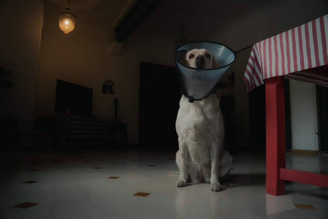 Accidents in House-Trained Dogs (image credits: unsplash)
