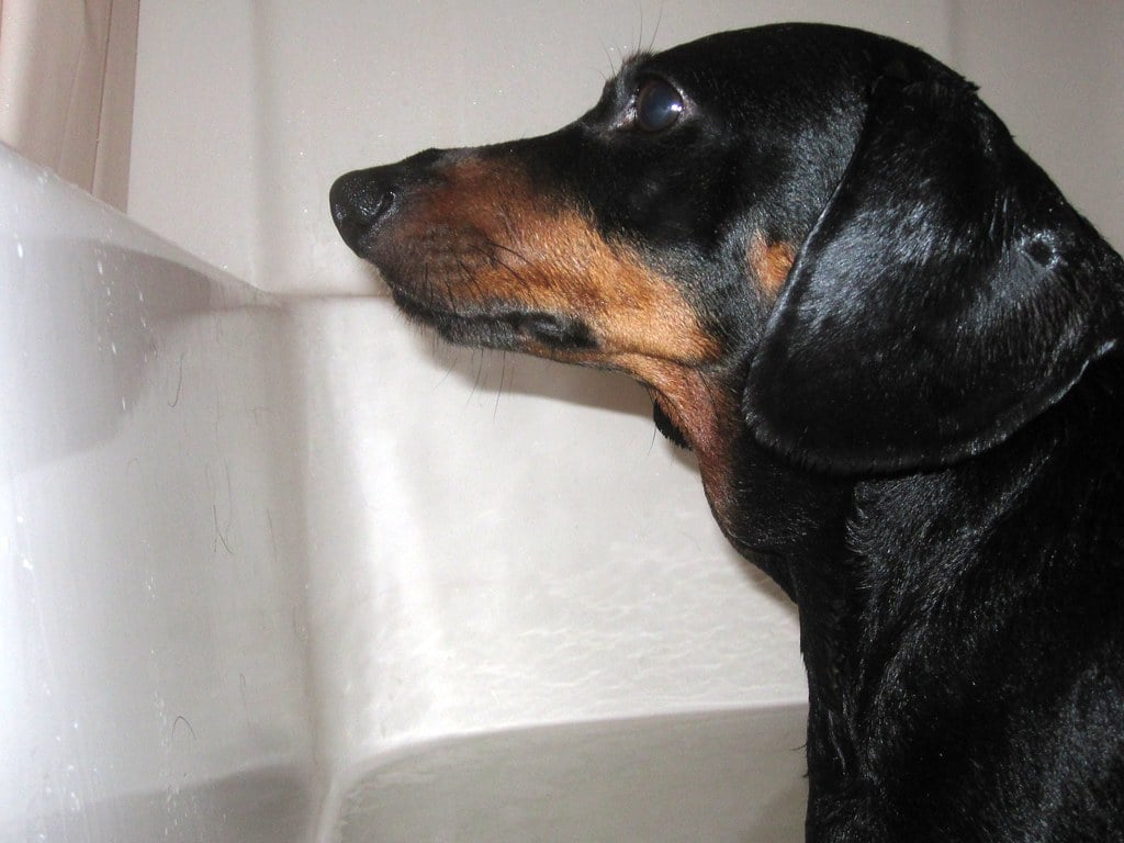 Avoidance of Eye Contact (image credits: flickr)