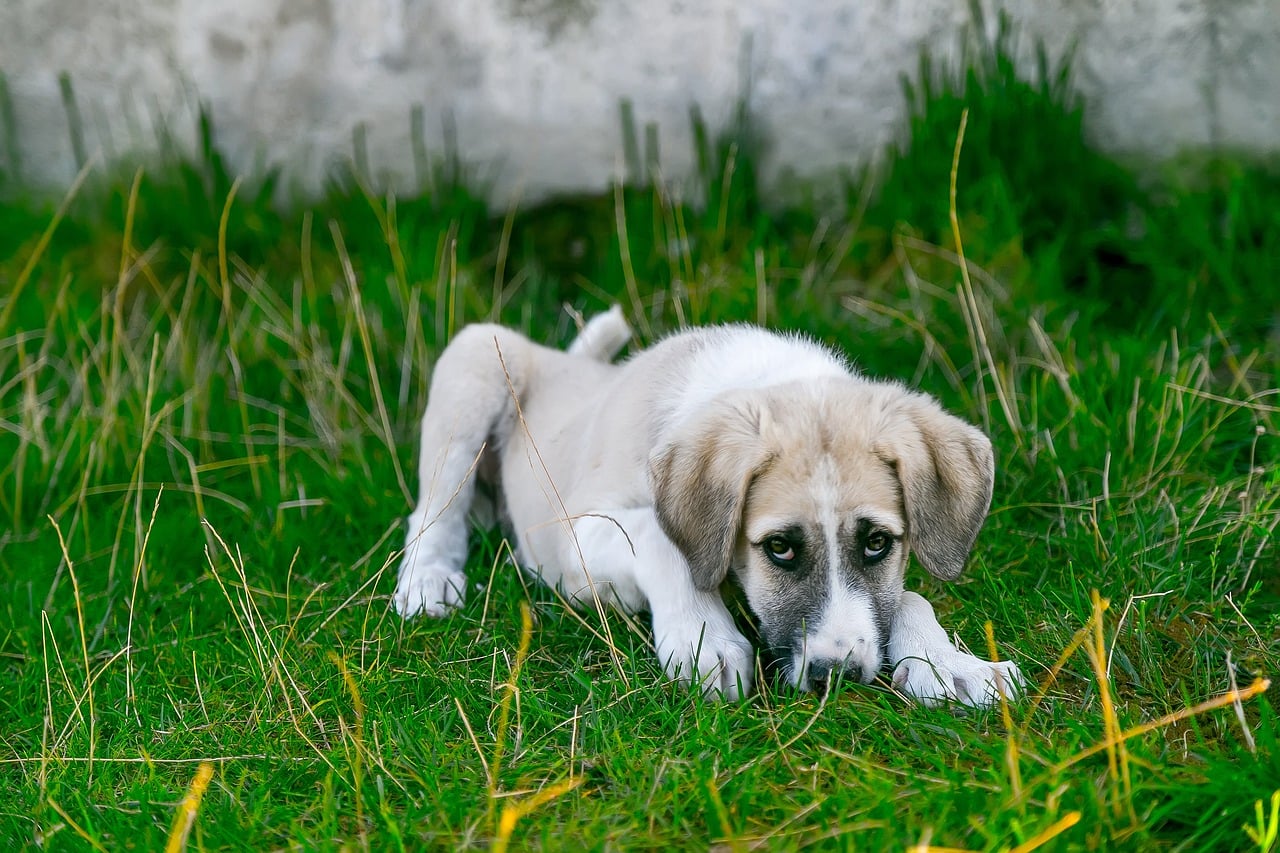 Vocalization and Whimpering (image credits: pixabay)
