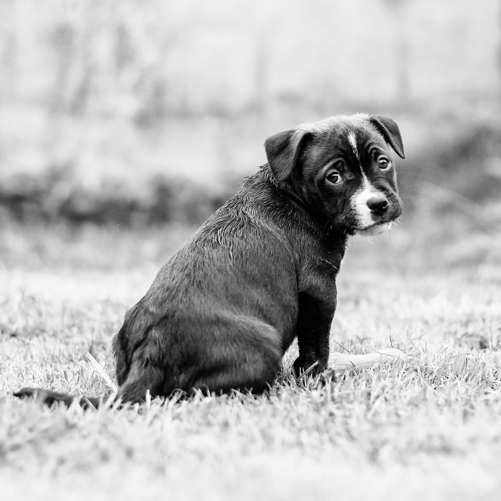 Loss of Appetite and Food Refusal (image credits: flickr)