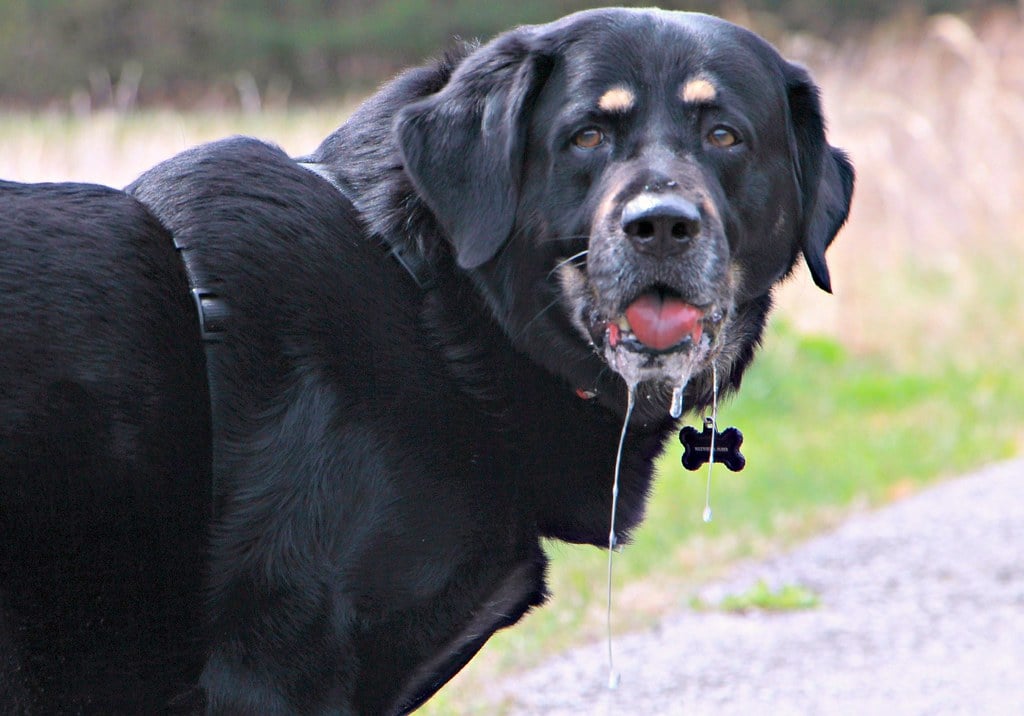 Excessive Drooling and Lip Licking (image credits: flickr)