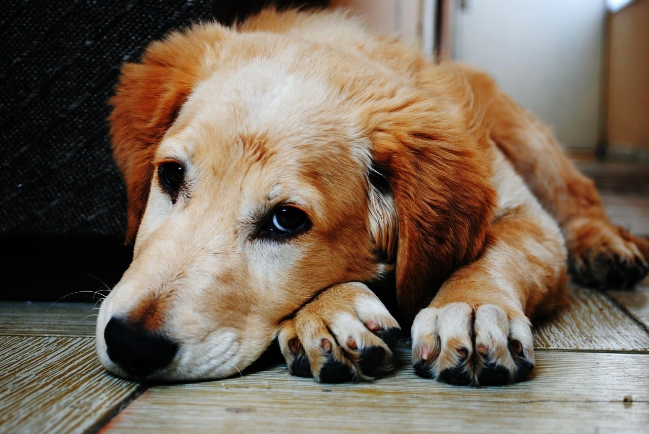 Lethargy and Depression (image credits: pixabay)