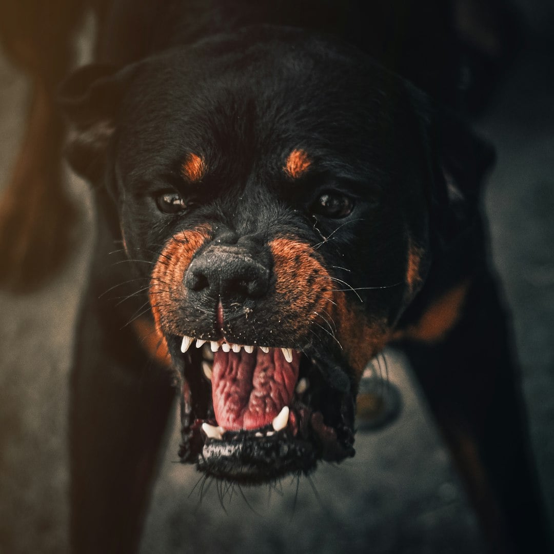 Behavioral Changes and Aggression (image credits: unsplash)