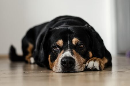 12 Signs of Stomach Ache in Dogs