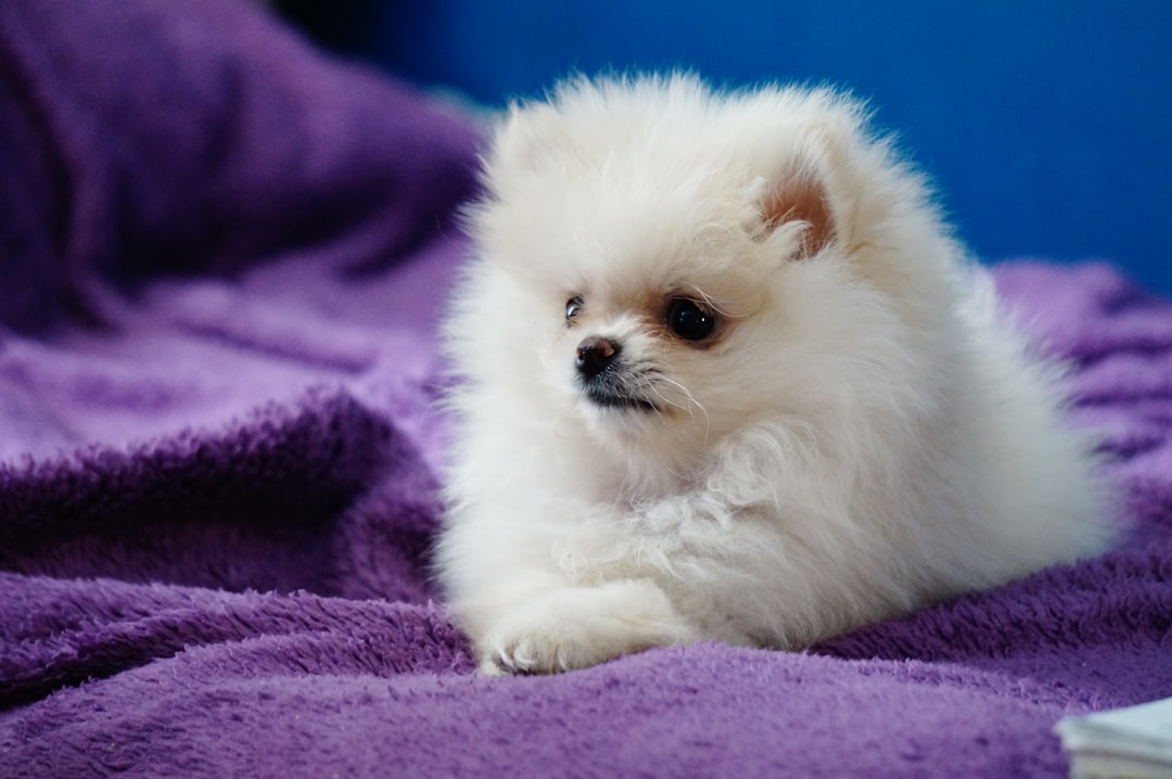 Pomeranian - The Fluffy Diva