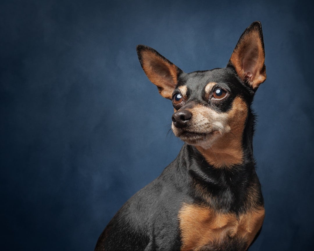 Miniature Pinscher - The Pocket-Sized Boss (image credits: unsplash)