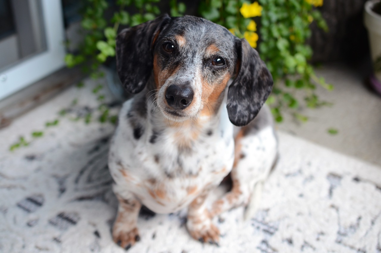 Dachshund - The Long and Sassy (image credits: pixabay)
