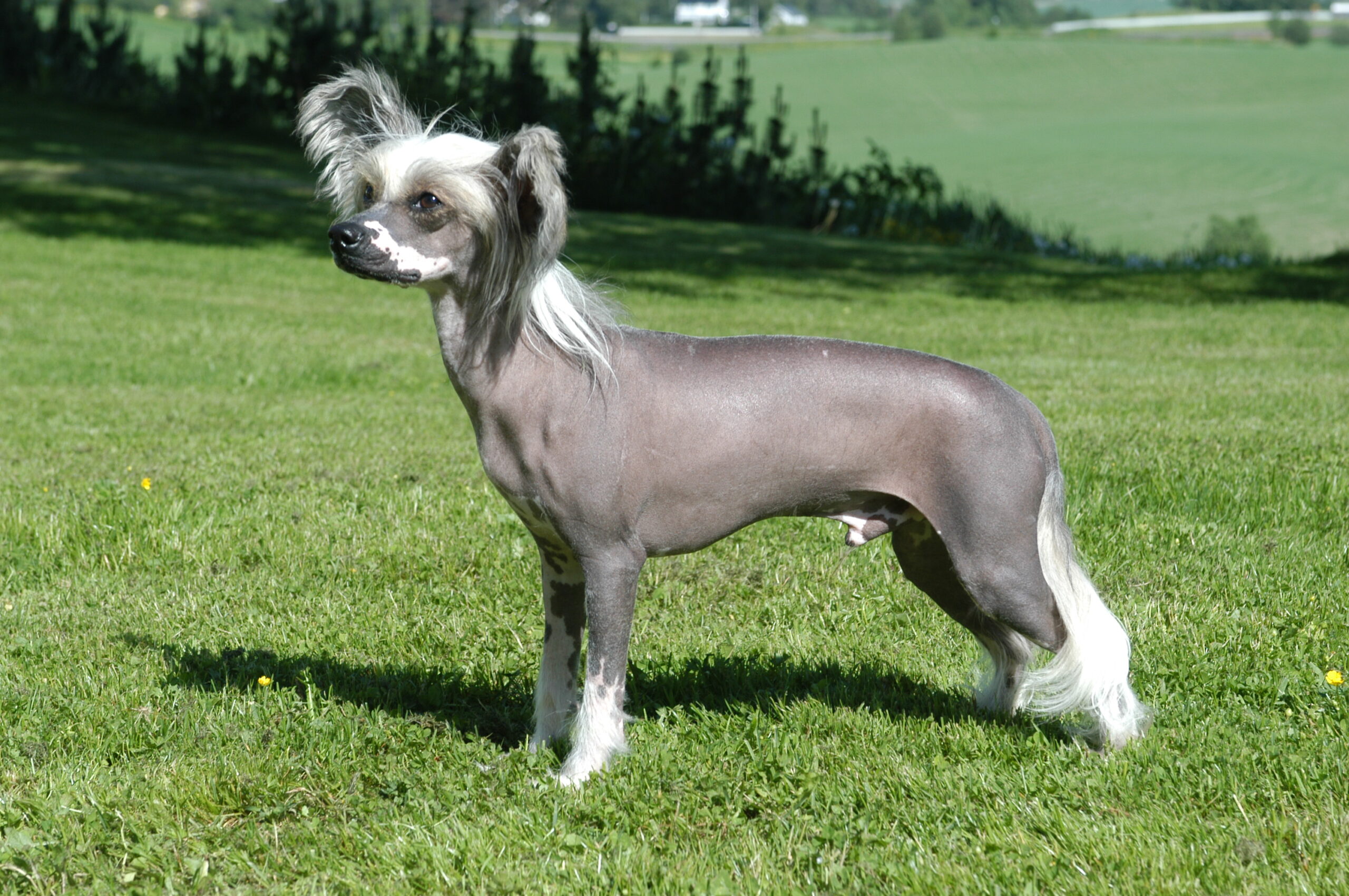 Chinese Crested - The Dramatic Showstopper (image credits: wikimedia)