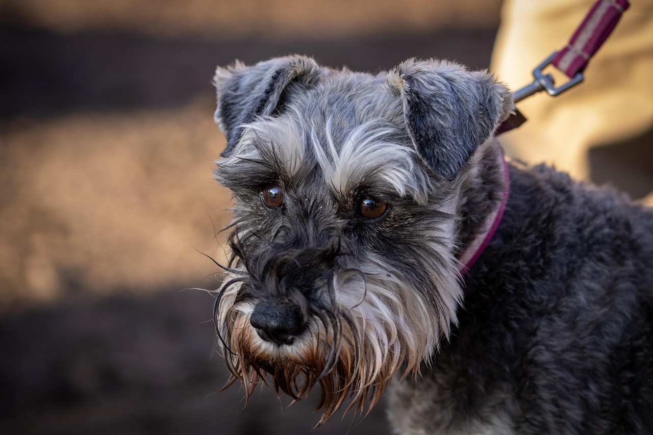 Wire Fox Terrier - The Energetic Troublemaker (image credits: pixabay)