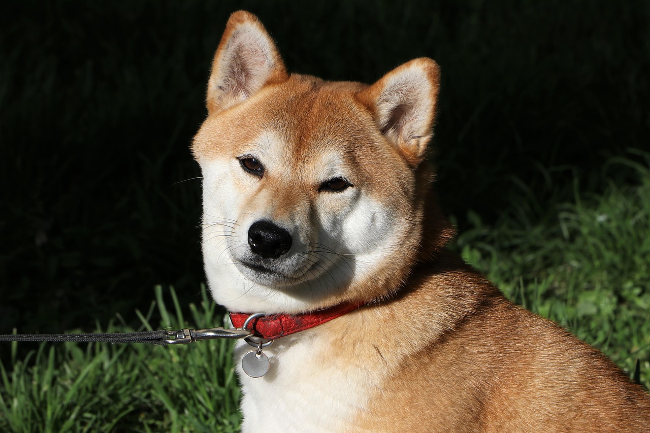 Shiba Inu - The Independent Royalty (image credits: pixabay)
