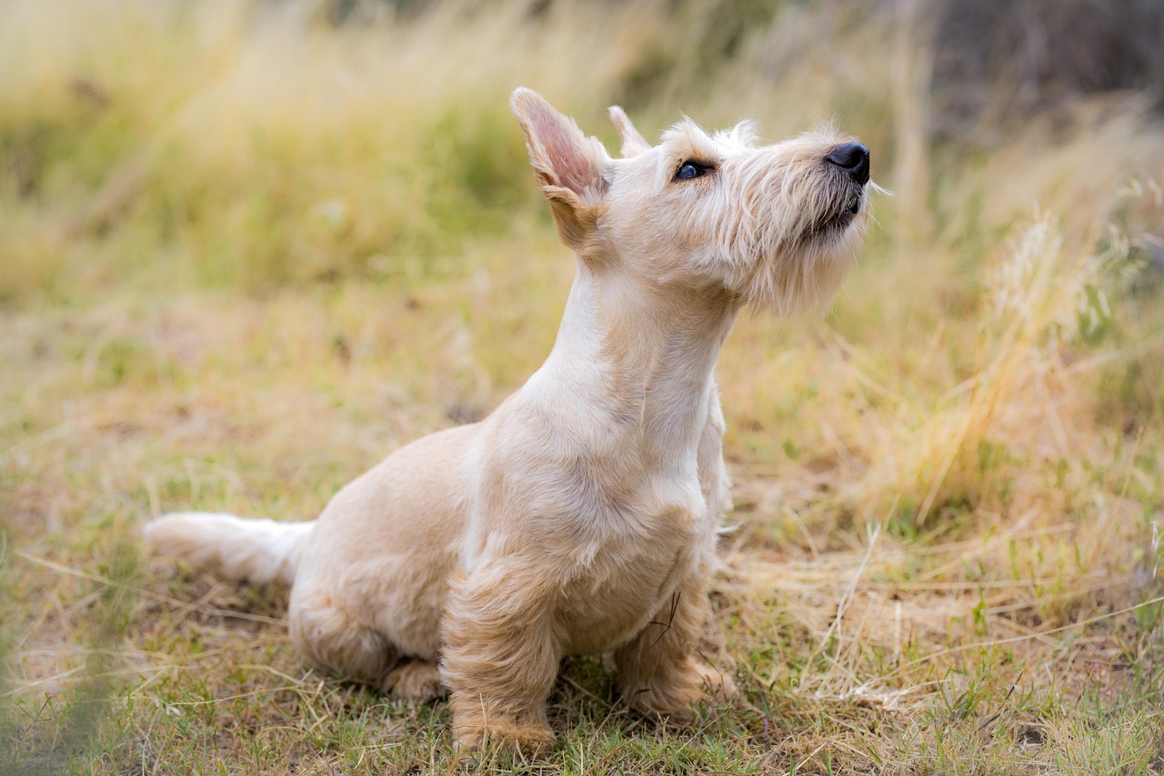Scottish Terrier - The Distinguished Rebel (image credits: pixabay)