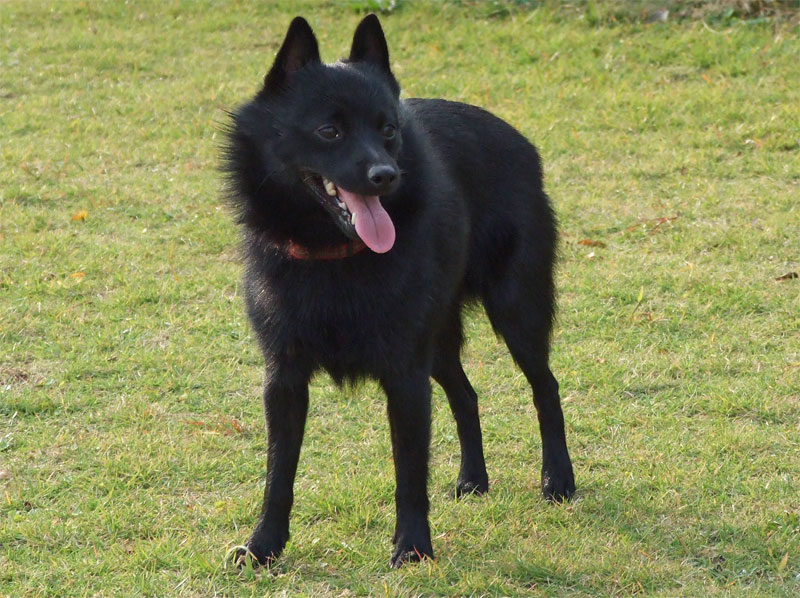 Schipperke - The Little Black Devil (image credits: wikimedia)