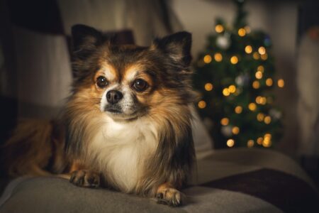 15 Dog Breeds With the Sassiest Personalities