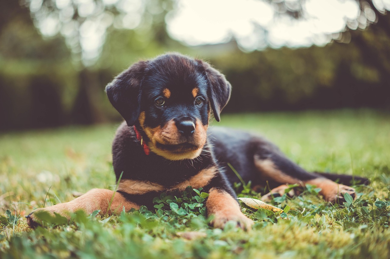 Rottweiler - The Gentle Giant with Serious Responsibility (image credits: pixabay)
