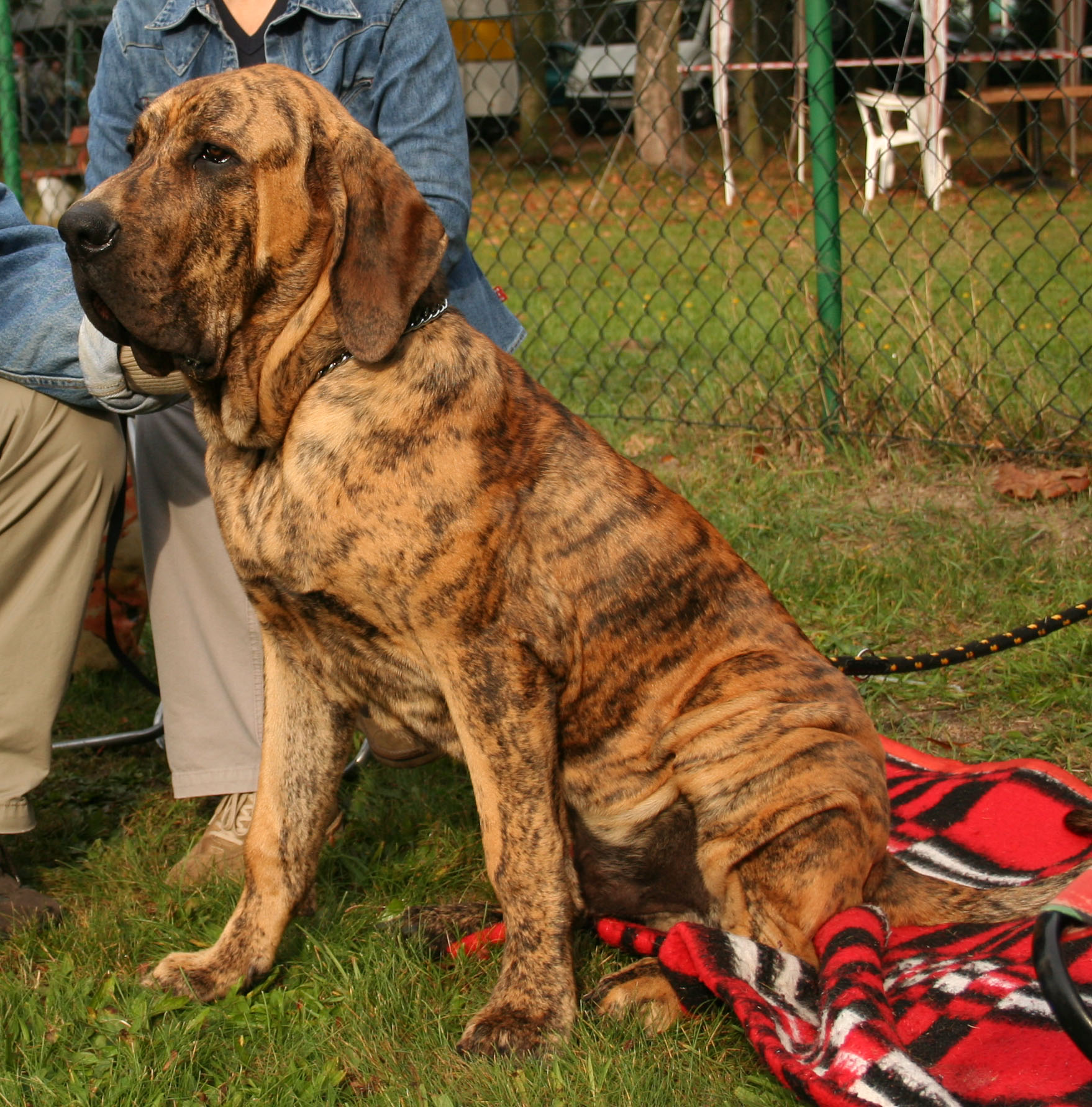 Fila Brasileiro - The Brazilian Guardian with Stranger Danger (image credits: wikimedia)
