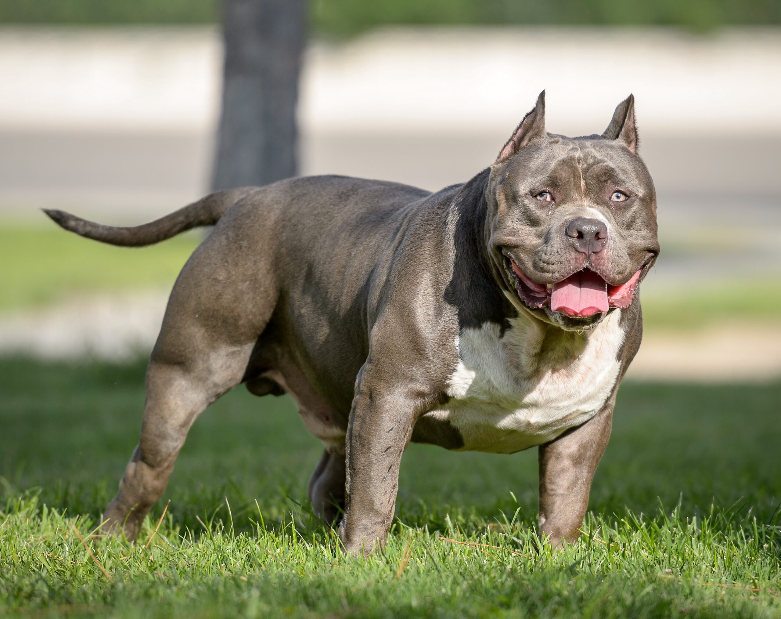 American XL Bully - The Newest Addition to the Banned List (image credits: wikimedia)