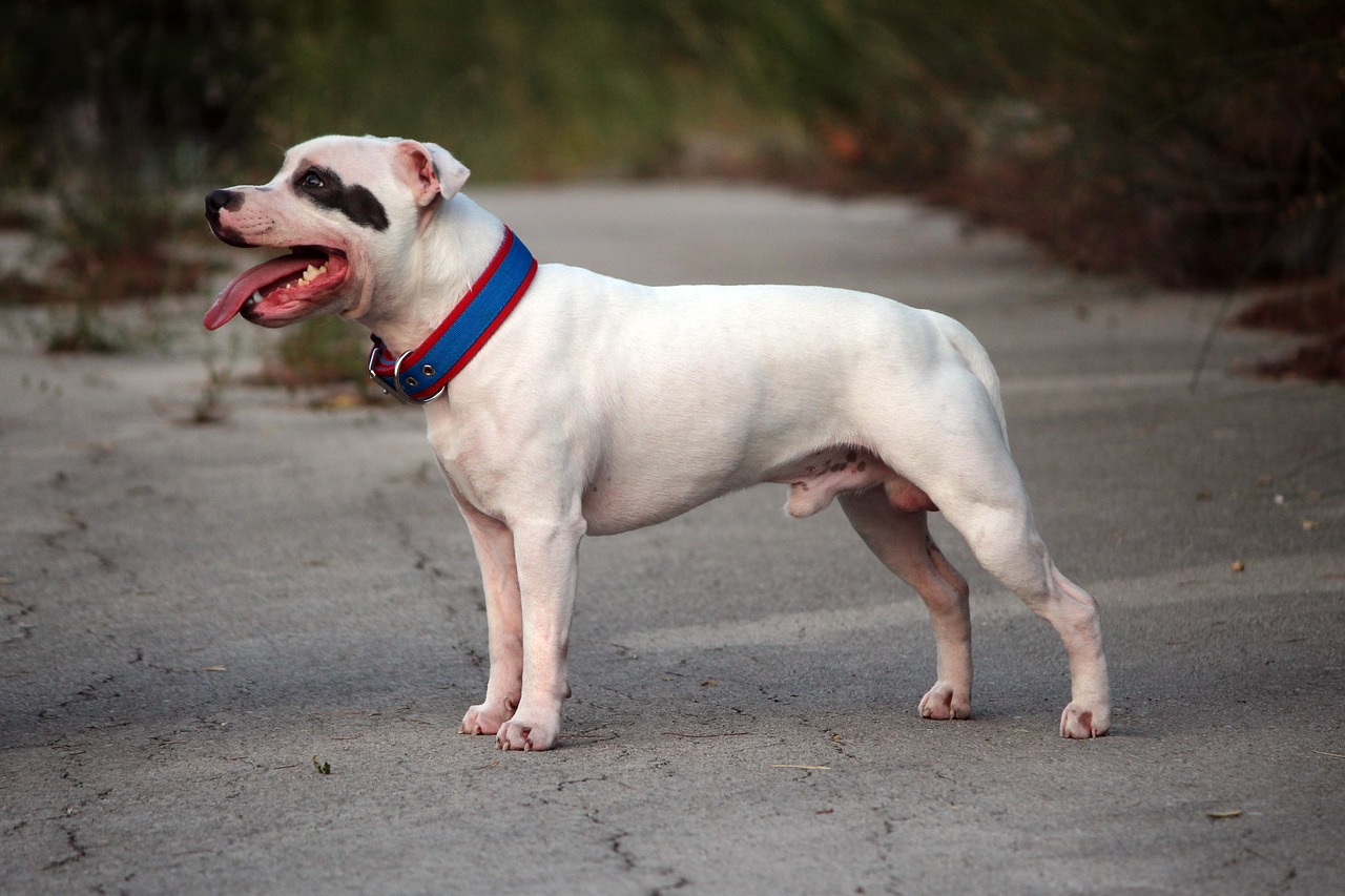 Staffordshire Bull Terrier - Caught in the Crossfire (image credits: pixabay)