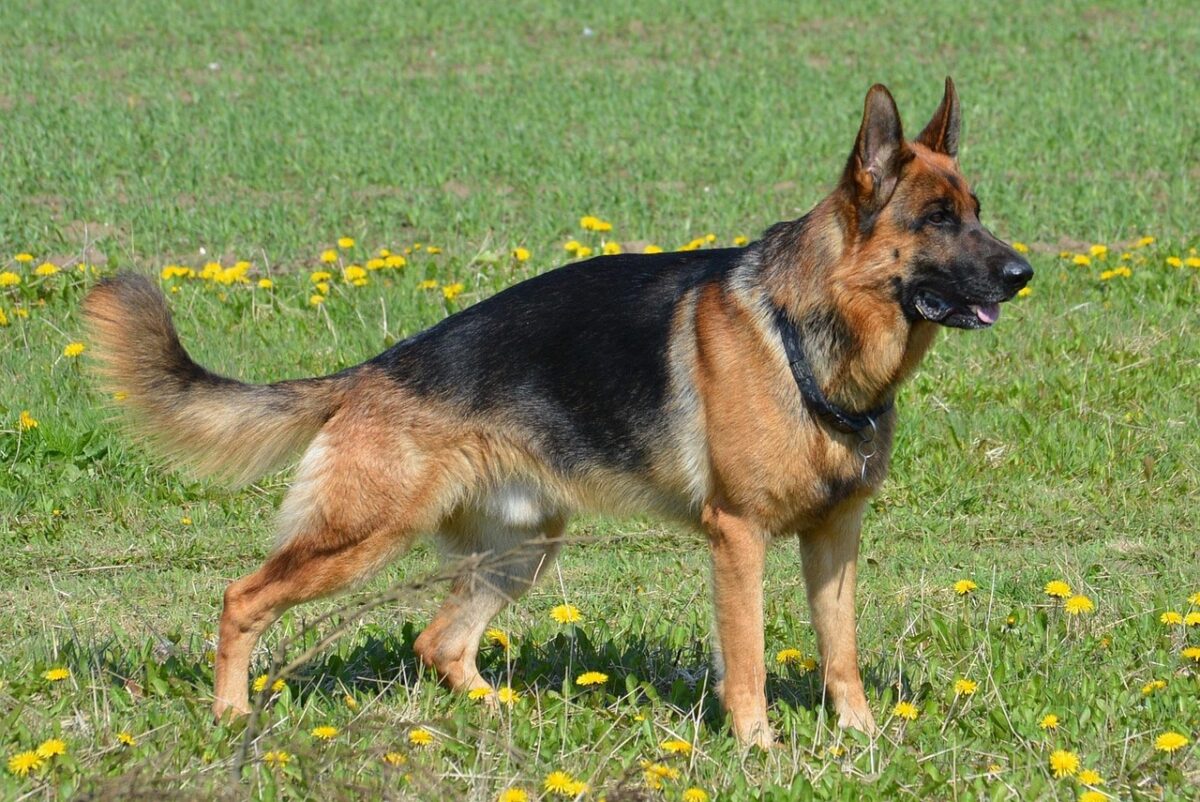 German Shepherd - The Working Dog Under Scrutiny