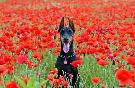 17 Pets That Look Harmless – But Could Be a Public Liability