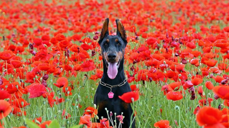 17 Pets That Look Harmless &ndash; But Could Be a Public Liability