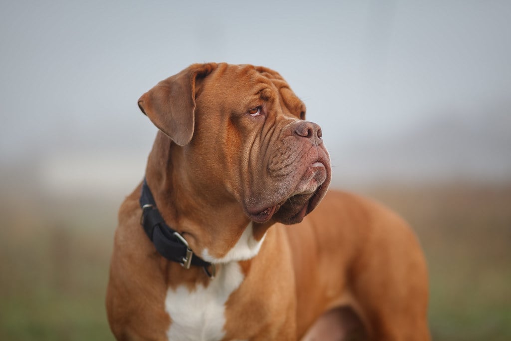Mastiff Breeds - Giants Under Fire (image credits: flickr)