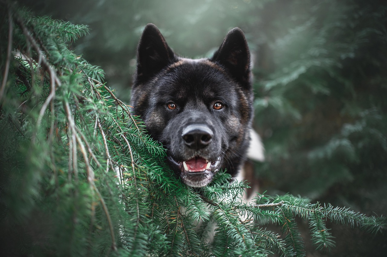 Akita - The Loyal Samurai's Companion (image credits: pixabay)