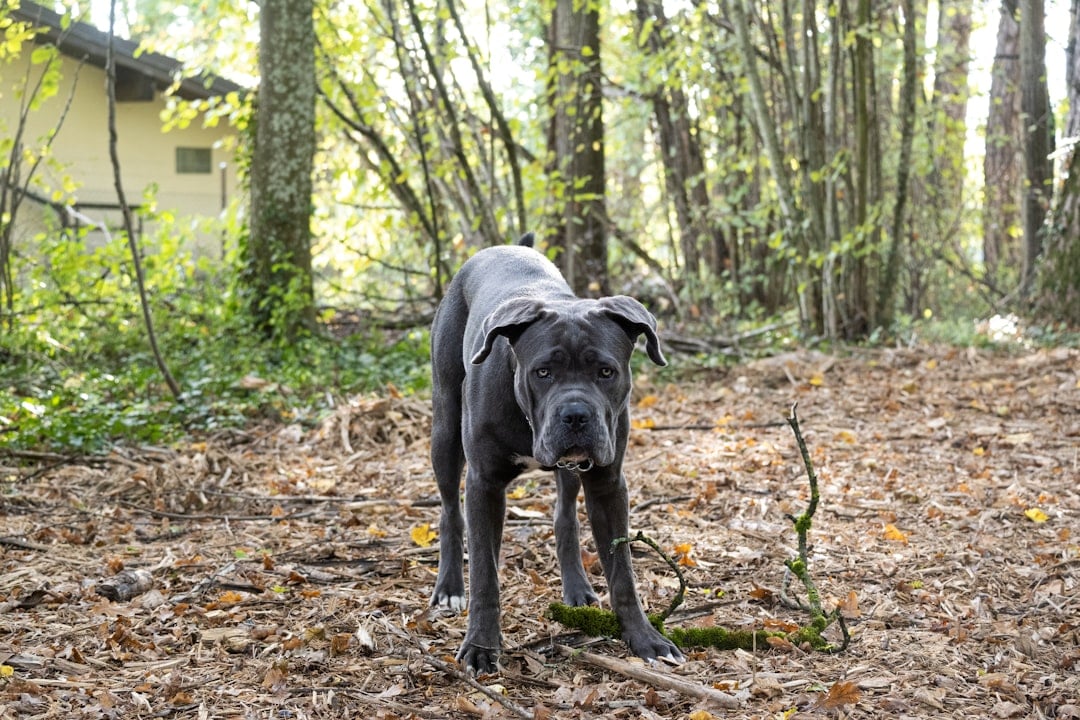 Cane Corso - The Rising Star of Restriction Lists (image credits: unsplash)