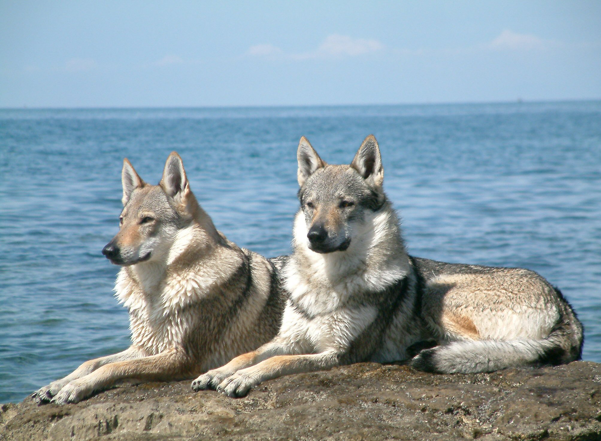 Wolf-Dog Hybrids - The Wild Card (image credits: wikimedia)