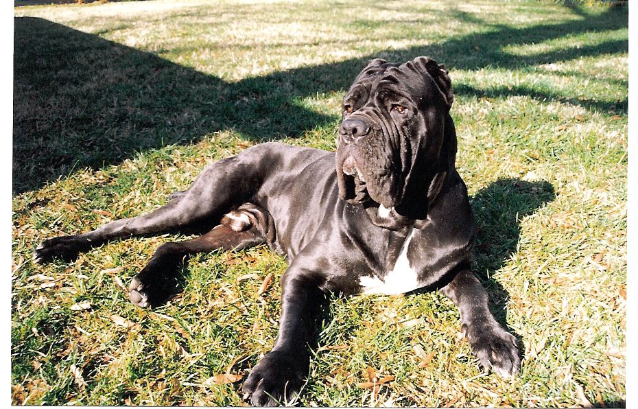 Neapolitan Mastiff - The Wrinkled Warrior (image credits: wikimedia)