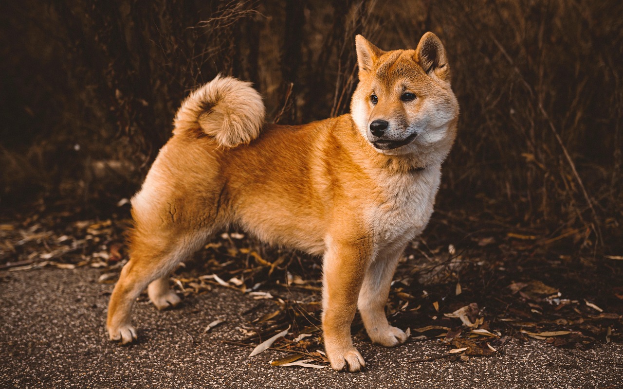 The Indian Ban Wave - 23 Breeds in One Sweep (image credits: pixabay)