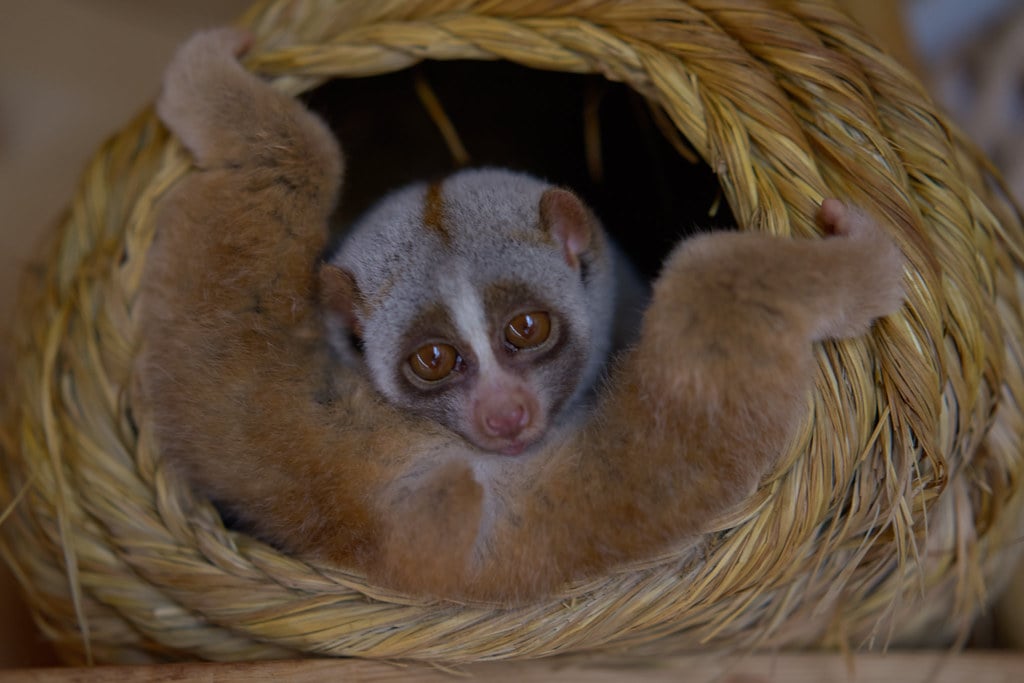 The Slow Loris - A Teddy Bear with Toxic Intentions (image credits: flickr)