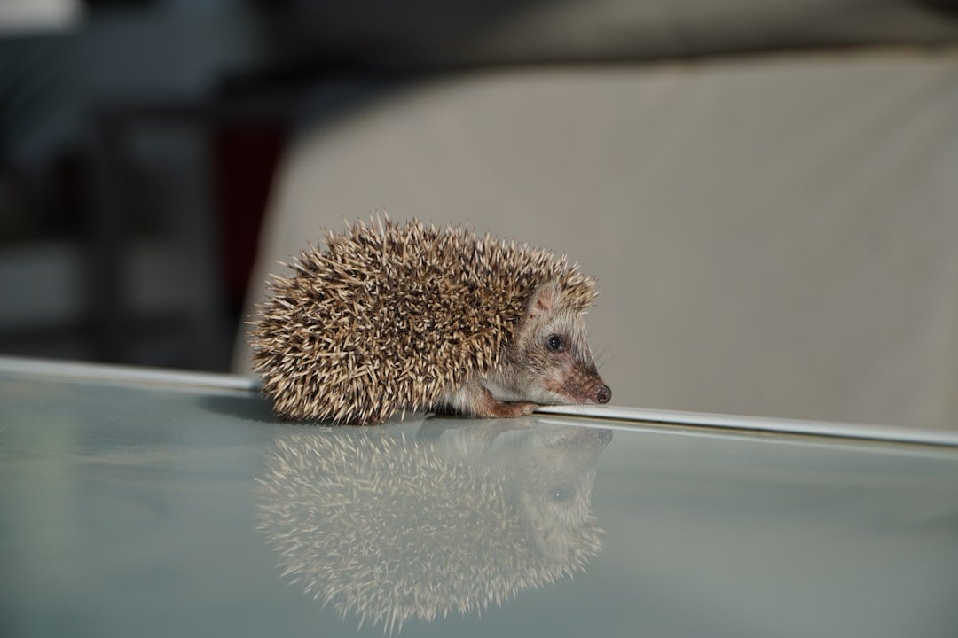 Hedgehogs - Spiky Surprises That Pack a Punch (image credits: unsplash)
