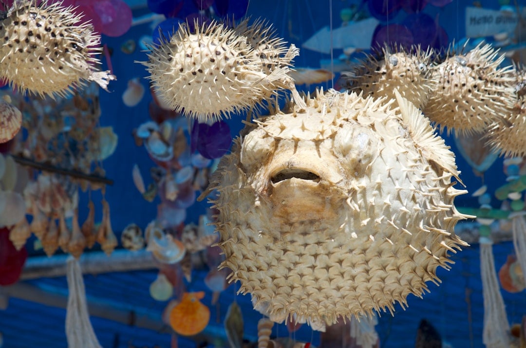 Pufferfish - The Deadly Dinner That Swims (image credits: unsplash)