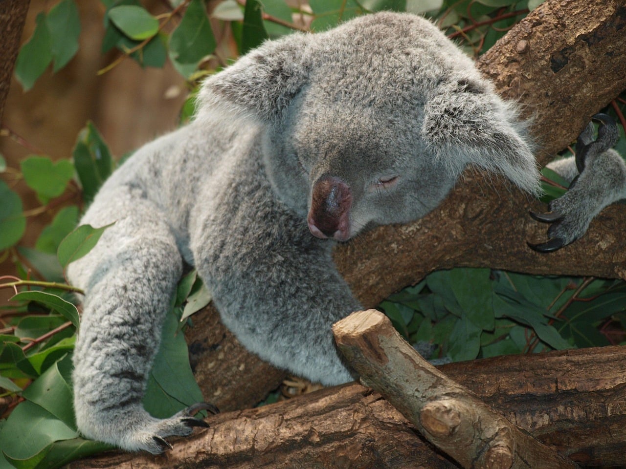 Koalas - Cudly Eucalyptus Addicts Gone Wild (image credits: pixabay)
