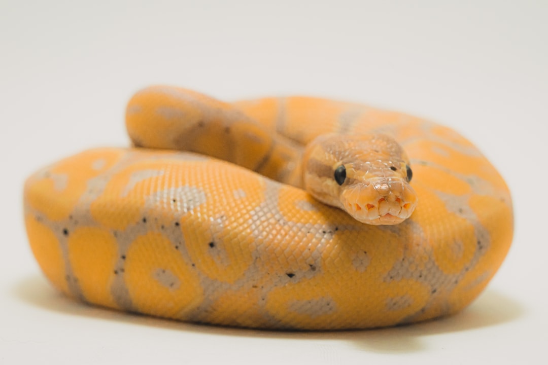 Blue-Ringed Octopus - The Golf Ball-Sized Assassin