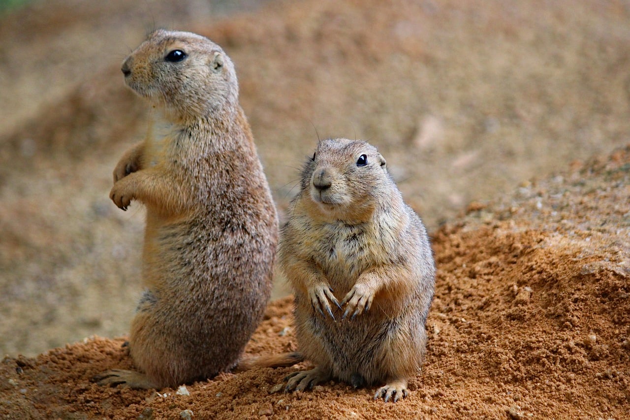 Prairie Dogs - Chubby Cheeks Hide Dark Secrets (image credits: pixabay)