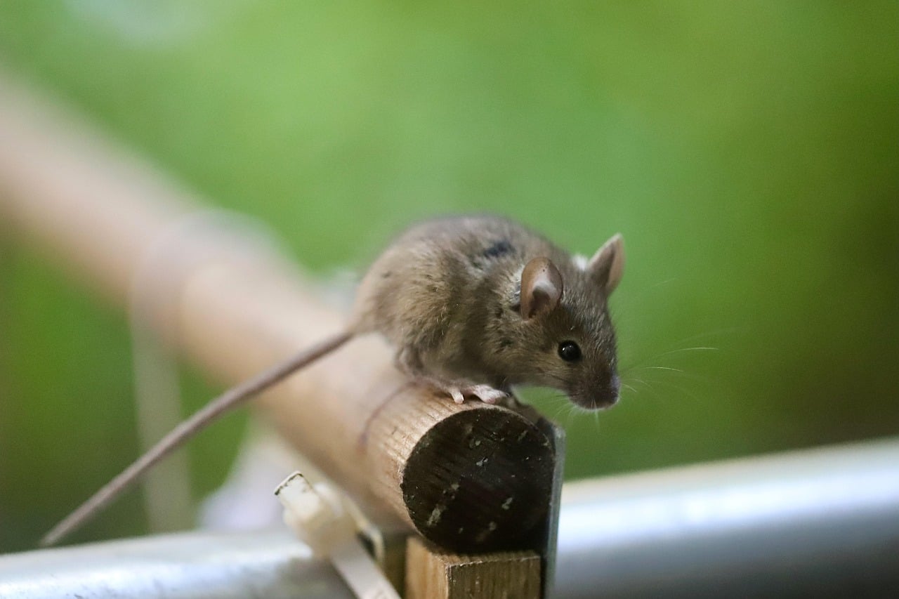 House Mice - Tiny Terrorists in Disguise (image credits: pixabay)