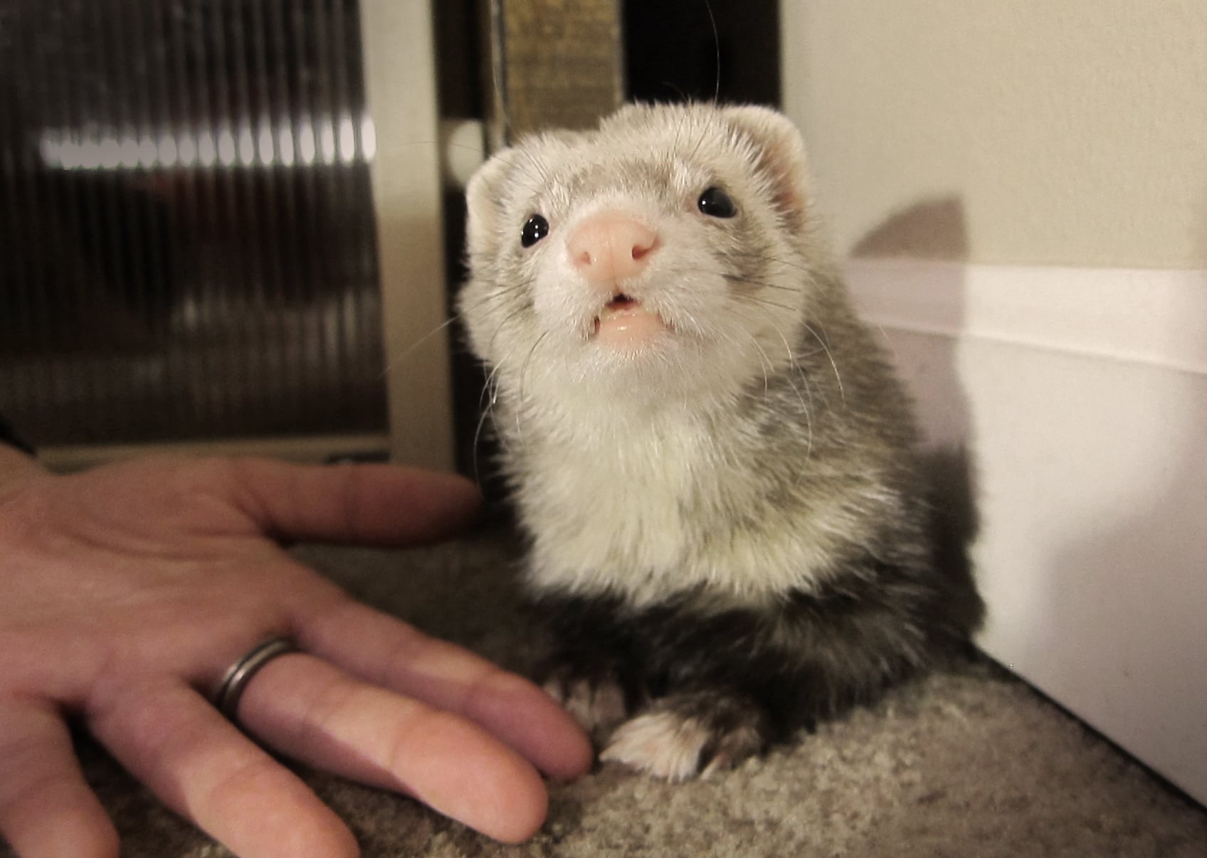 Ferrets - Playful Bandits with Destructive Tendencies (image credits: wikimedia)