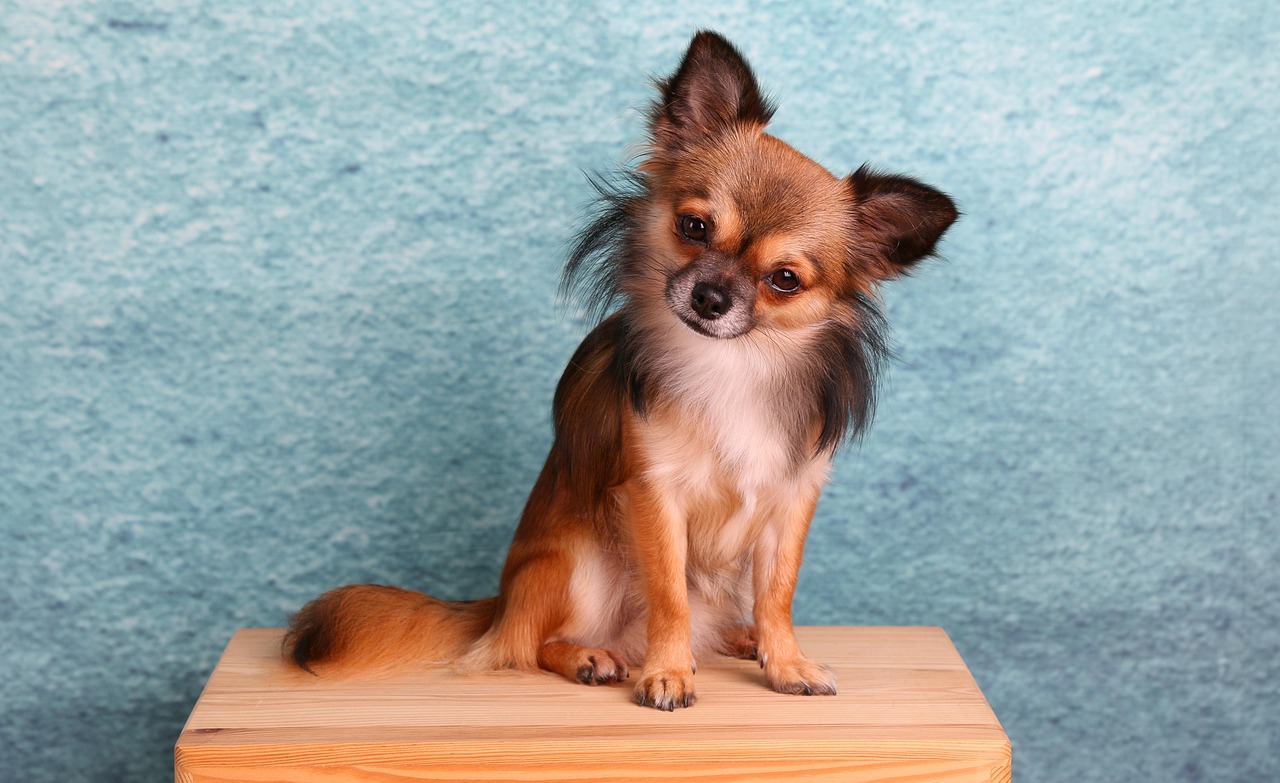 Chihuahua - The Mighty Mouse of the Dog World (image credits: pixabay)